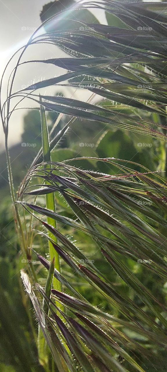 Grass. Spikelets of wheat.