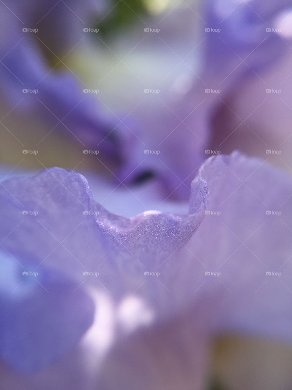 Flower closeup mauve purple. Flower closeup mauve purple