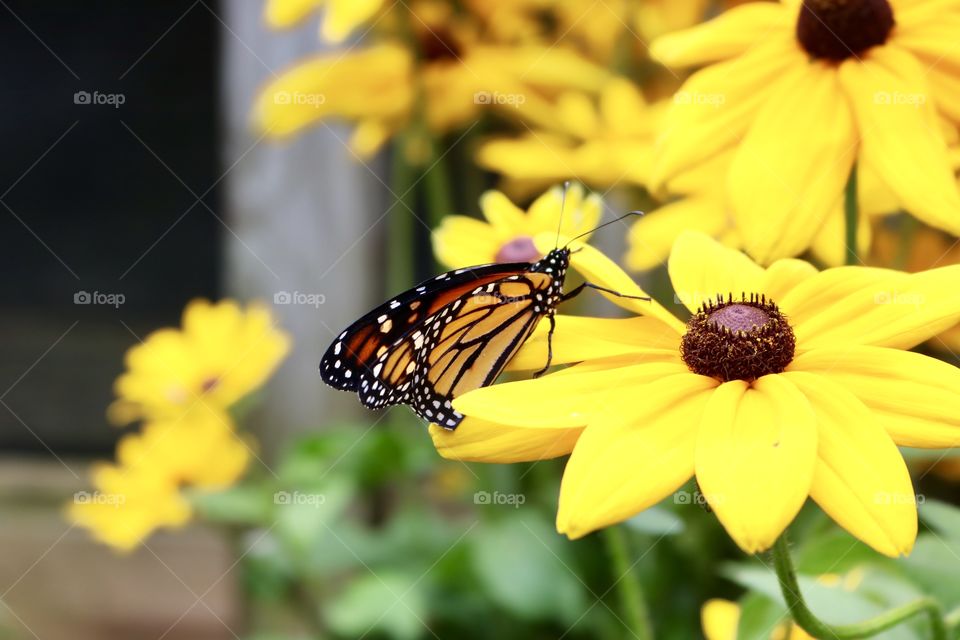 Monarch butterfly on s flower