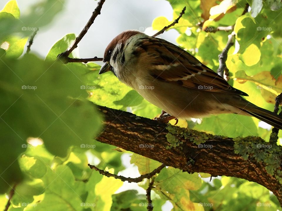 Sparrow