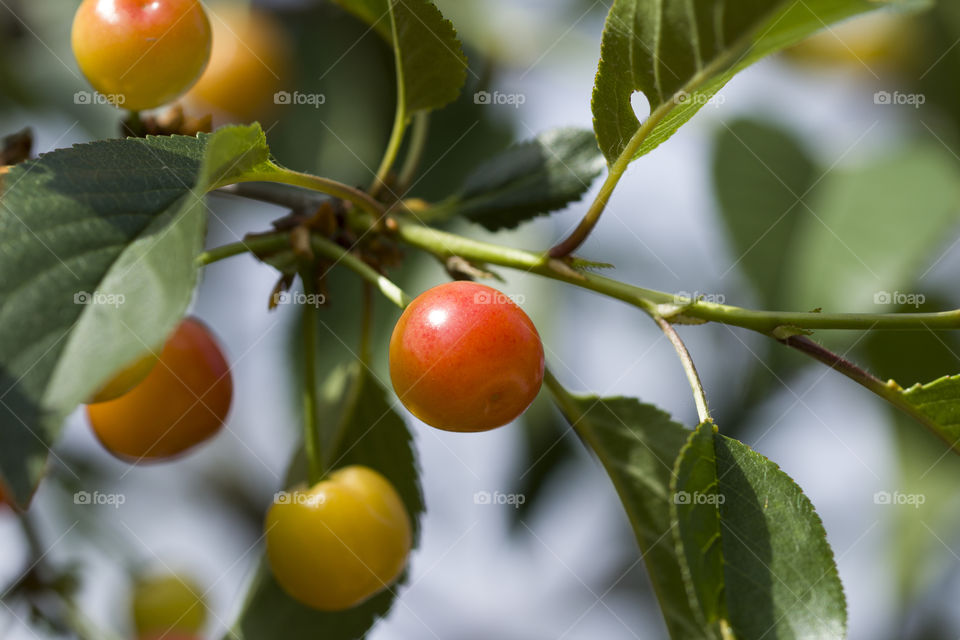 Ripe and unripe cherry on a branch in the garden. Sunlight through the branches