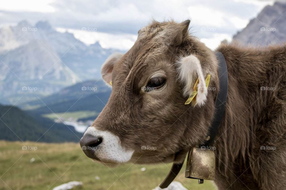 Closeup of beautiful brown cow in the mountains 