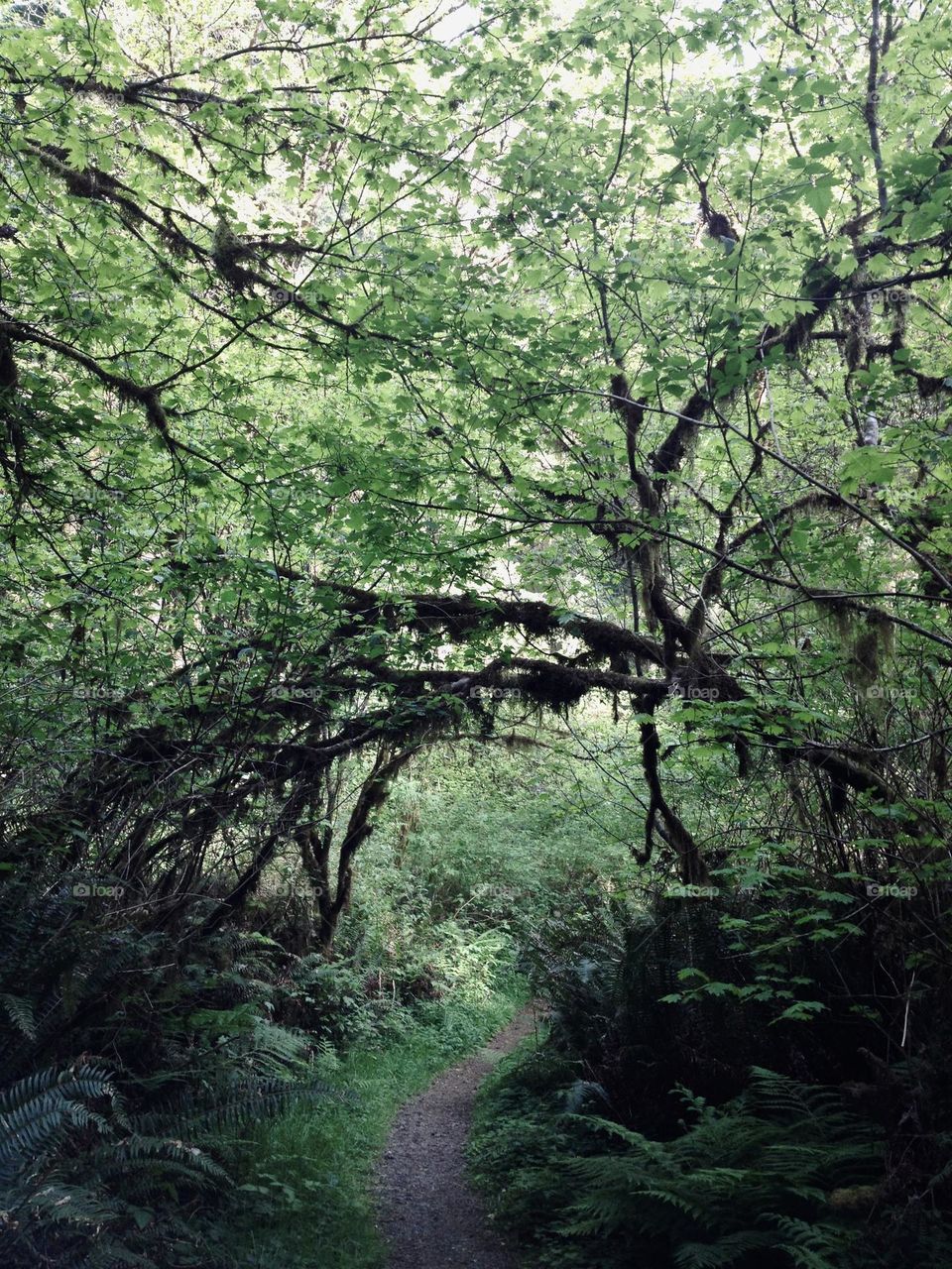 Trail in the wilderness 
