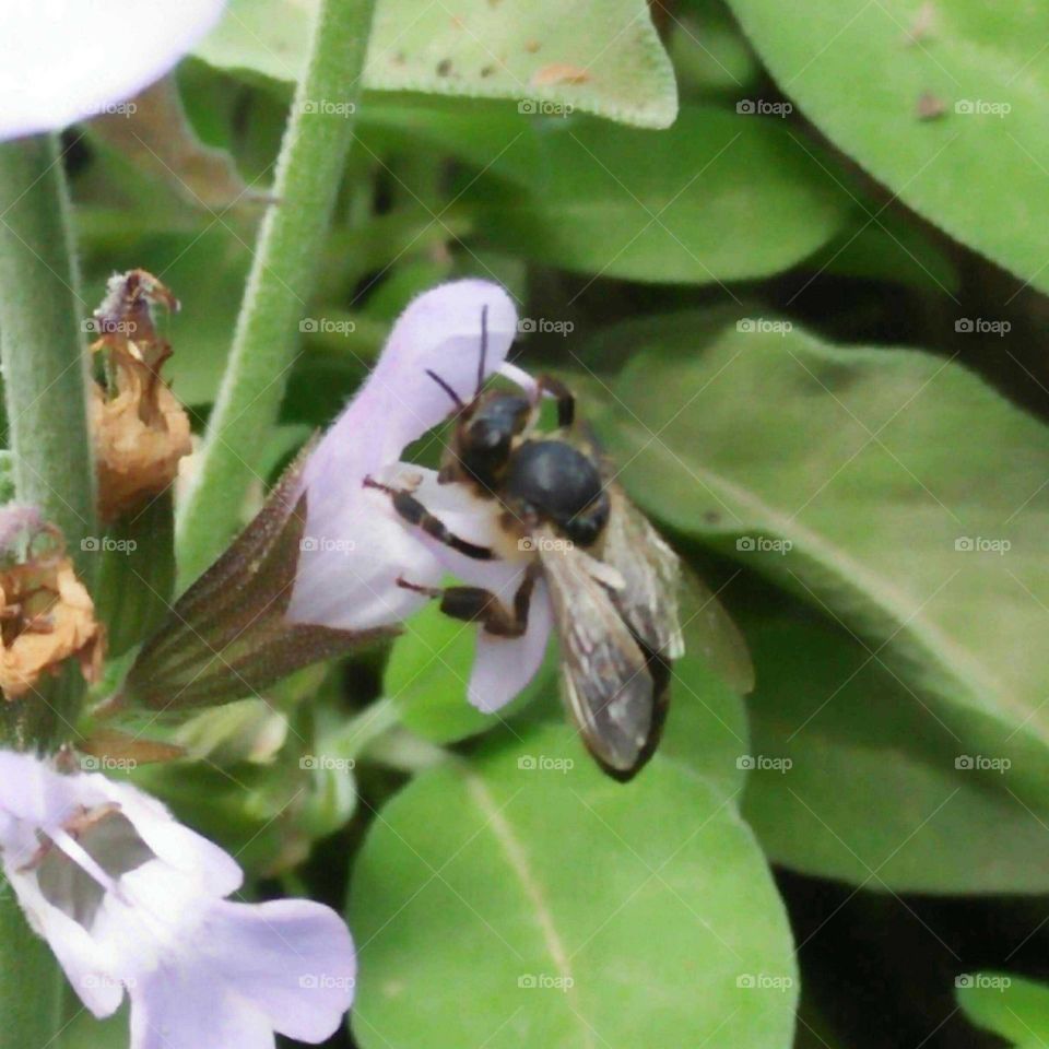 Beautiful bee on flowers