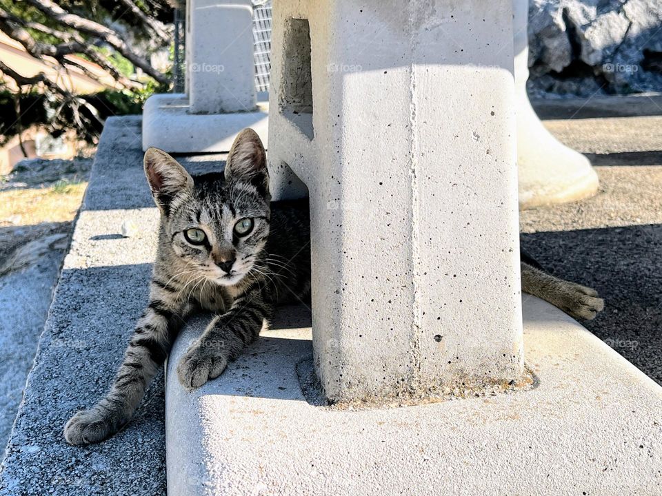 Surprised striped street cat looking to the camera