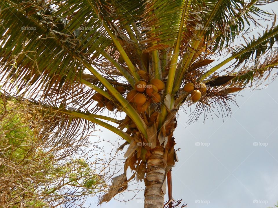 Coconut palm tree