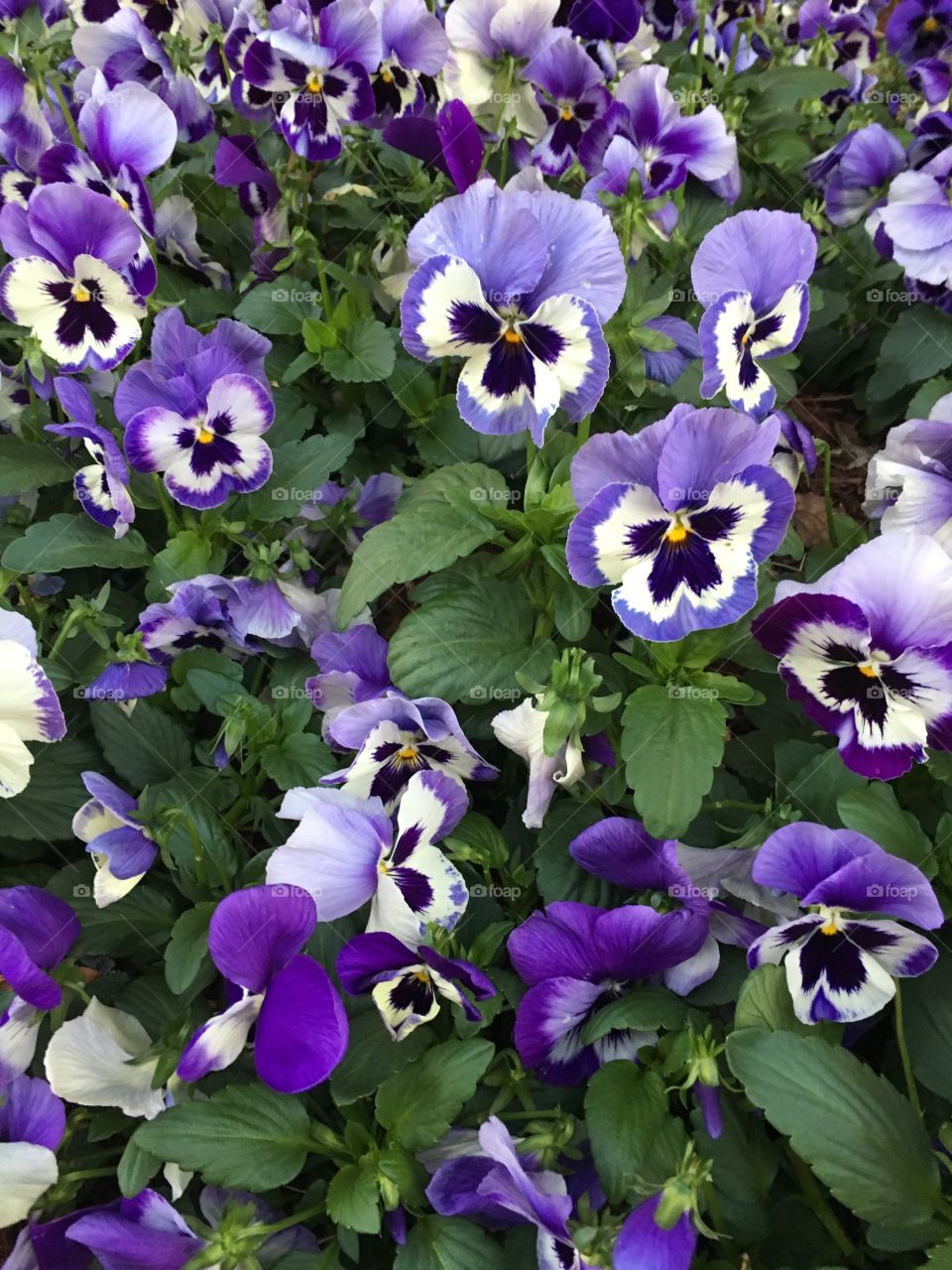 Many violets