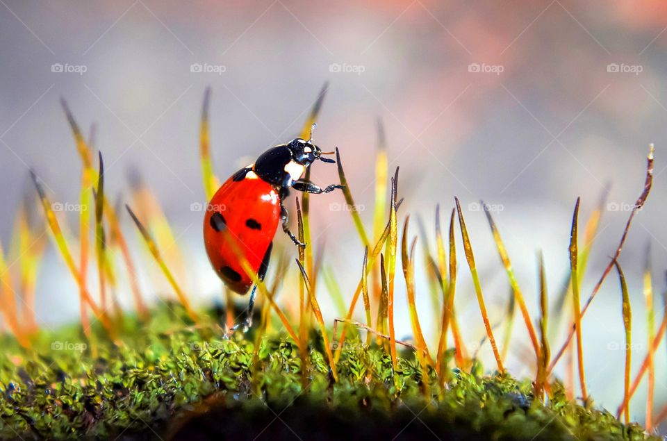 Ladybug on the moss