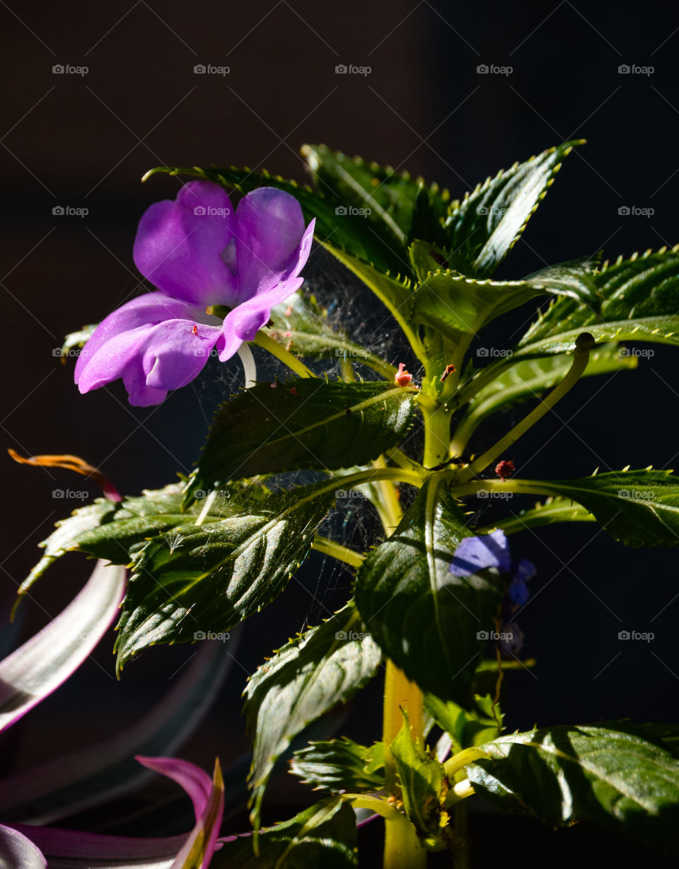 Olha essa linda flor 