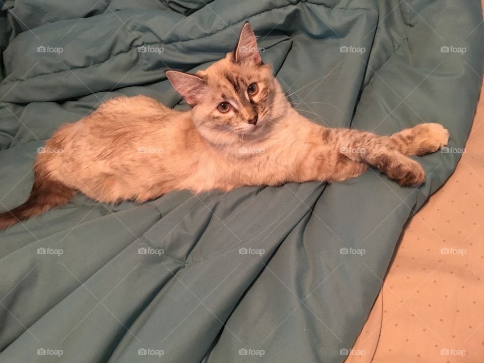 Cat, One, Portrait, Bed, Mammal