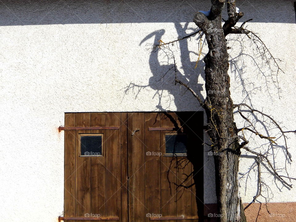 old tree,old wood, old house in the morning and good wetter
