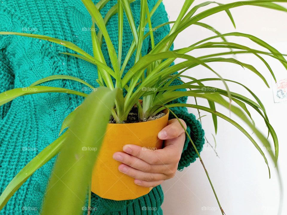 in door flower in a yellow pot chlorophytum.