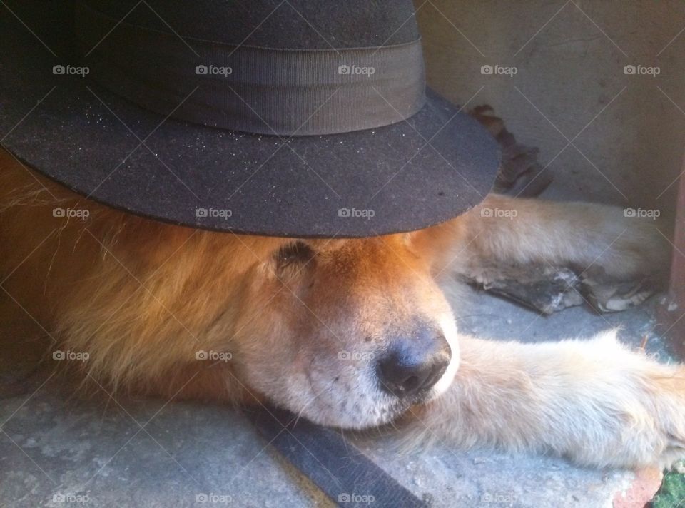 Gangster Dog. My dog Jumbo is a legendary living being, 16 years or more as part of my family, therefore he is The Don Jumbo