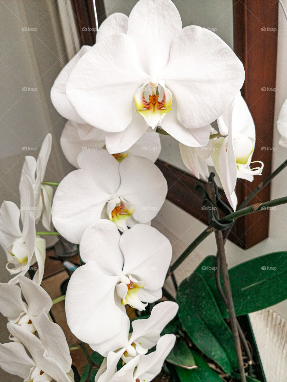 An Orchid's beauty!