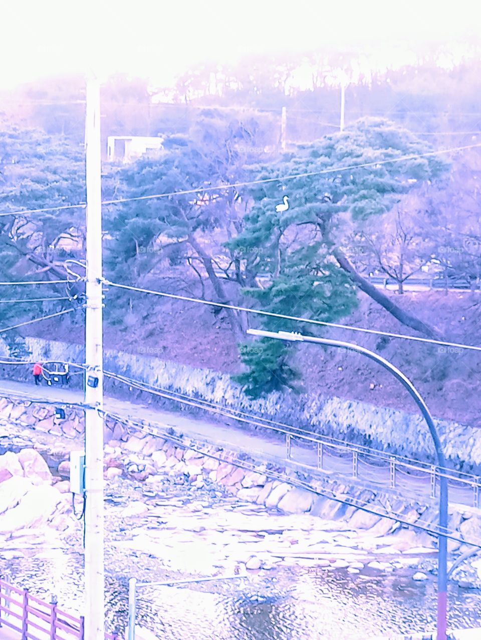 The Big White King fisher Bird on the top of the Tree branch.
below is the river with lots of rock and stones.
there is one woman walking in the passage beside the river.