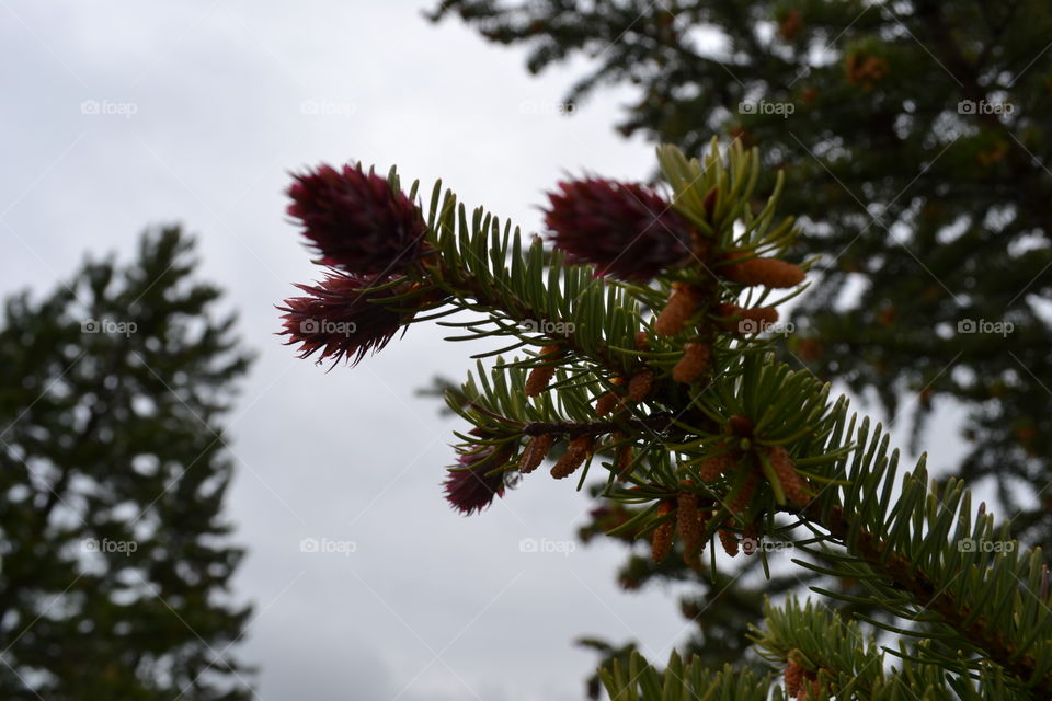 Spring buds on evergreen tree in Rocky Mountain forest against stormy grey sky 