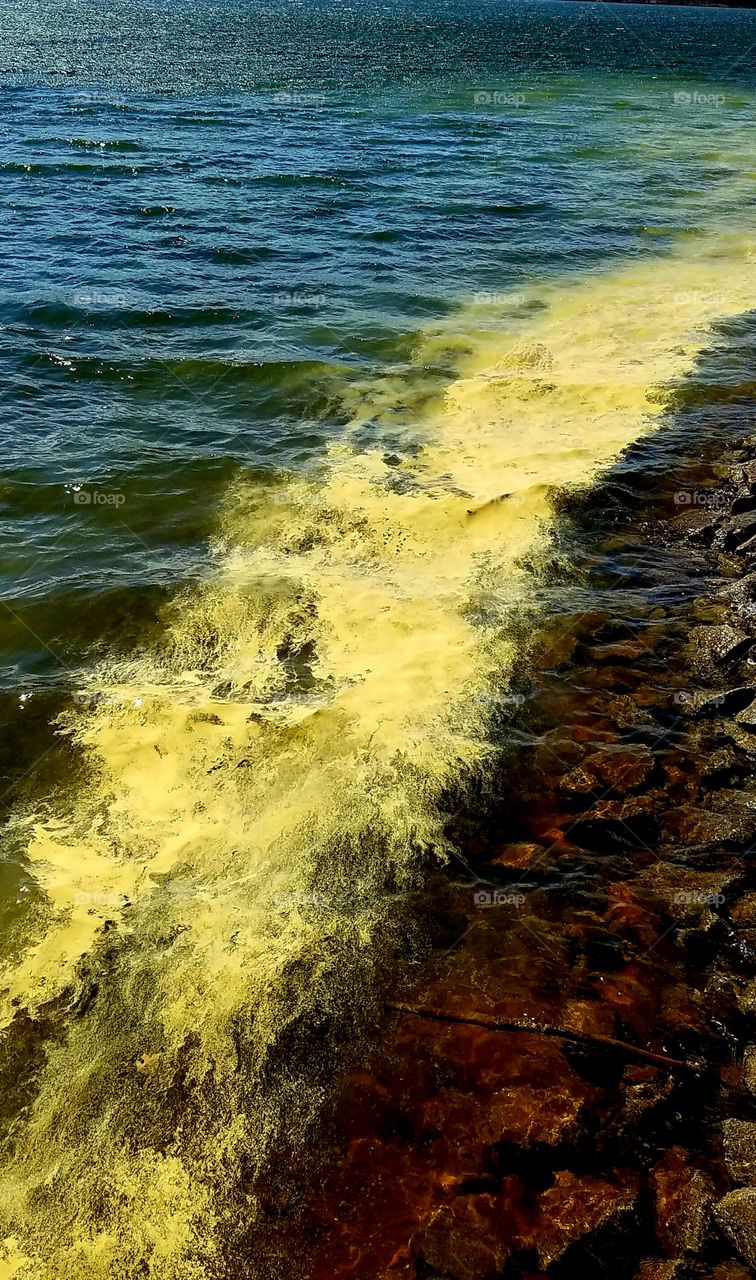 pollen as the "yellow brick road" on the lake.