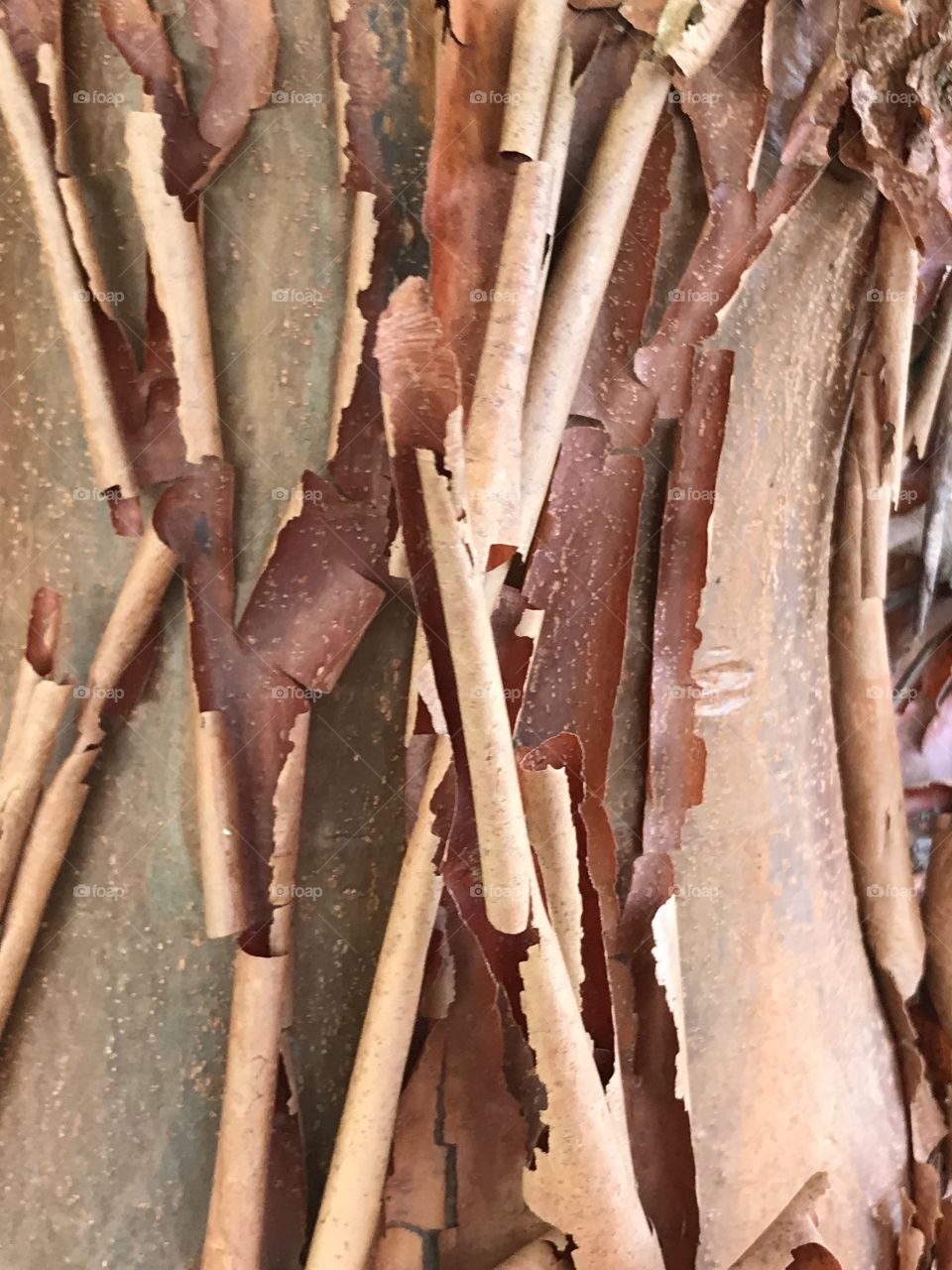 Arbutus Bark