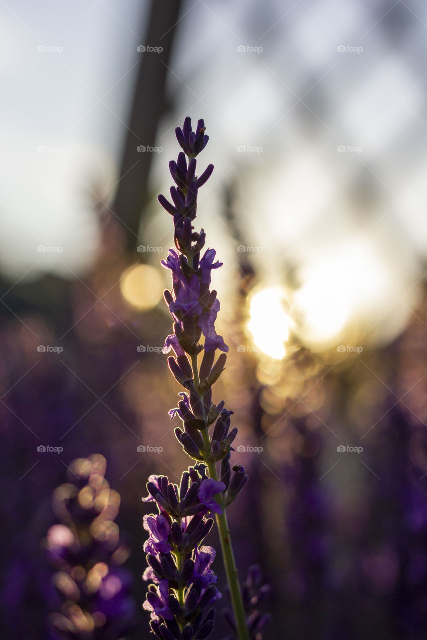 A portrait of a stem of a lavender flower in the beautiful sunlight during golden hour at sunset.