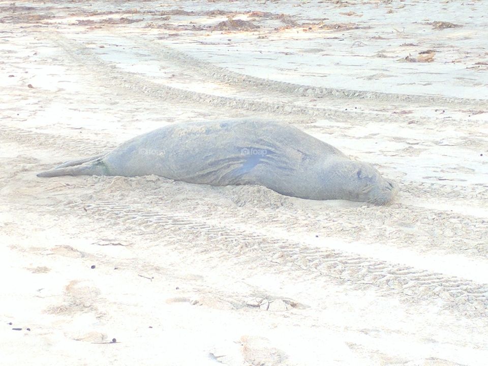 Ke'e beach Hawaiian Monk Seal