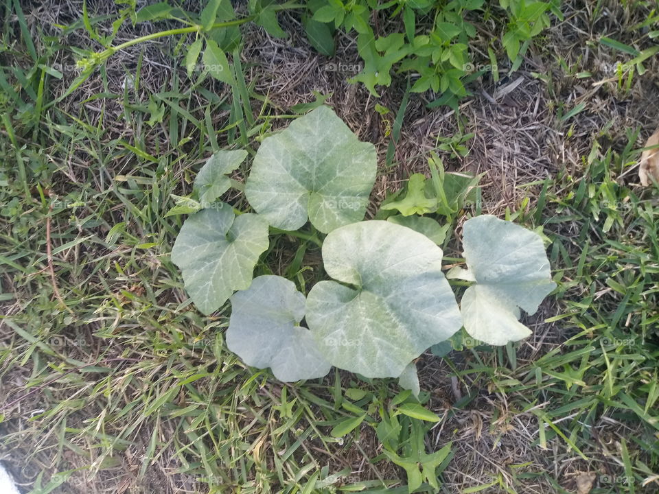 random squash plant that popped up in my front yard