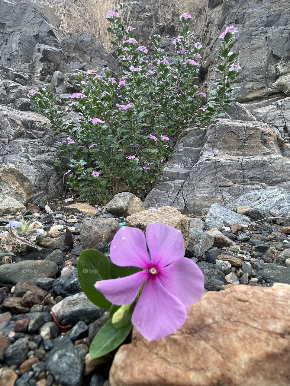 Roses high in the mountains