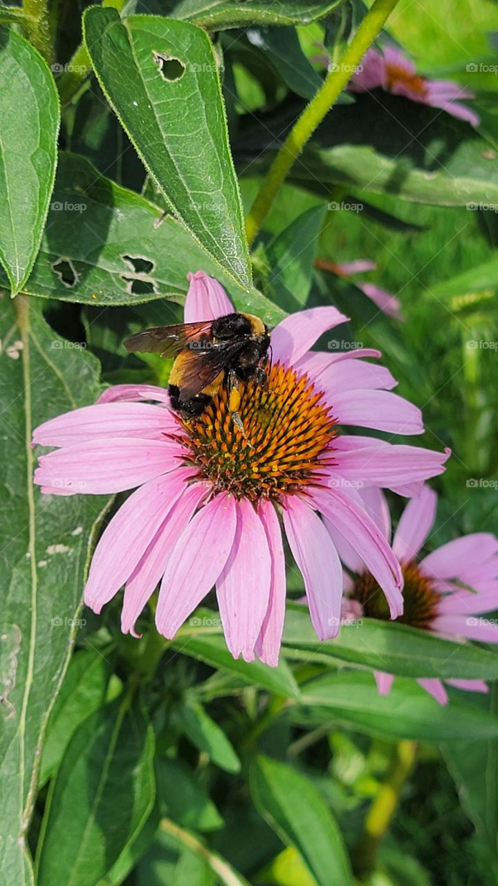 I found this big guy searching for nectar on my walk. He's the biggest I've ever seen. He makes the flower look small!