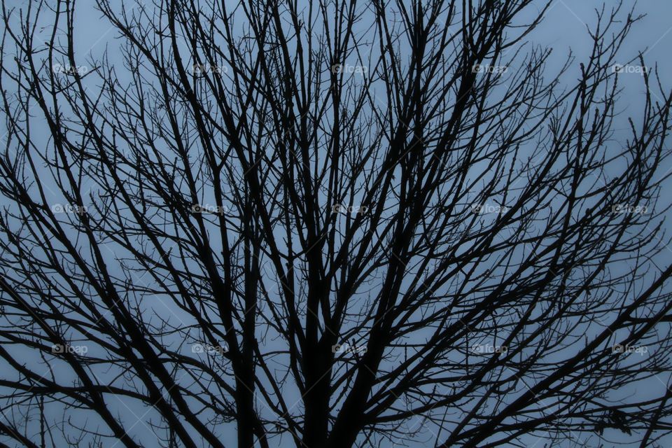 Tree, Branch, No Person, Winter, Desktop