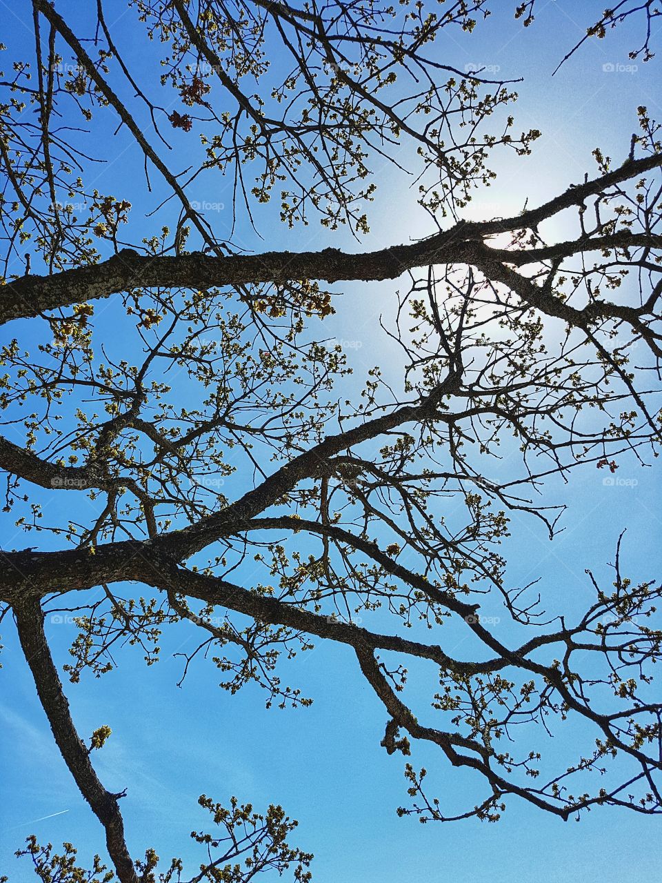 Tree in Spring