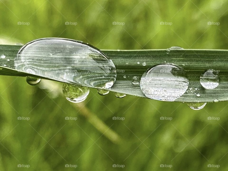 Raindrop 
