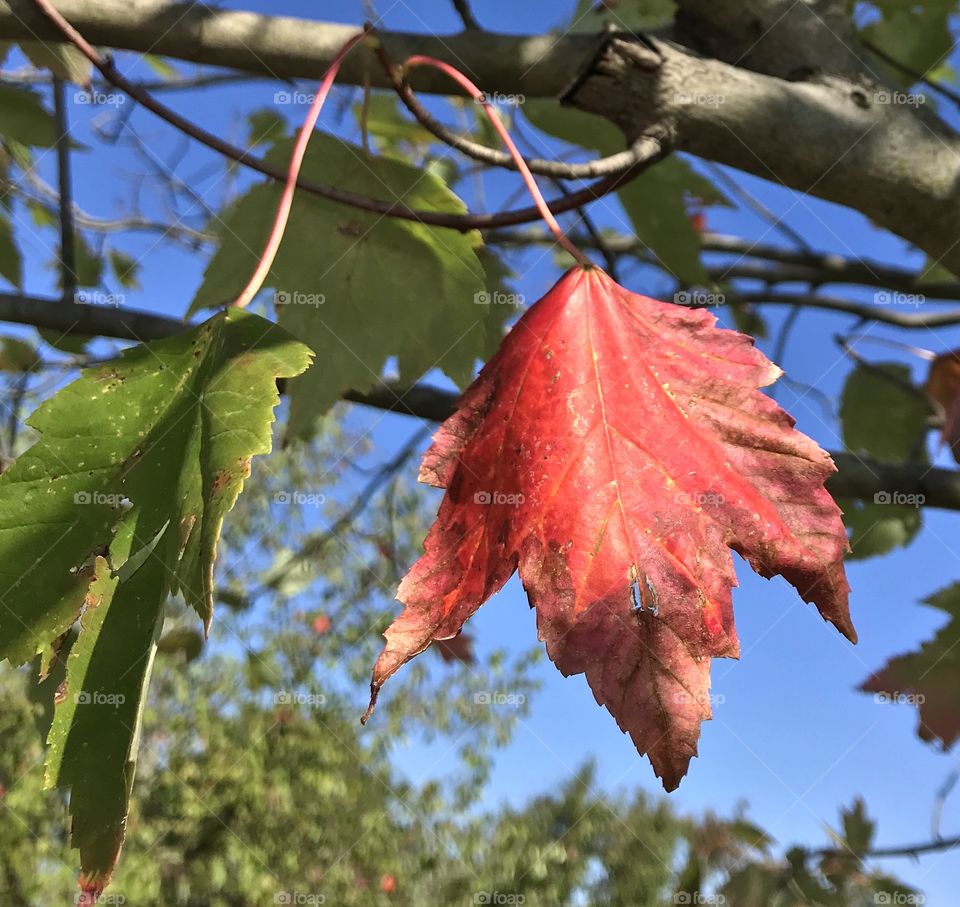 Red maple leaf along side a green leaf from the maple tree, blue sky