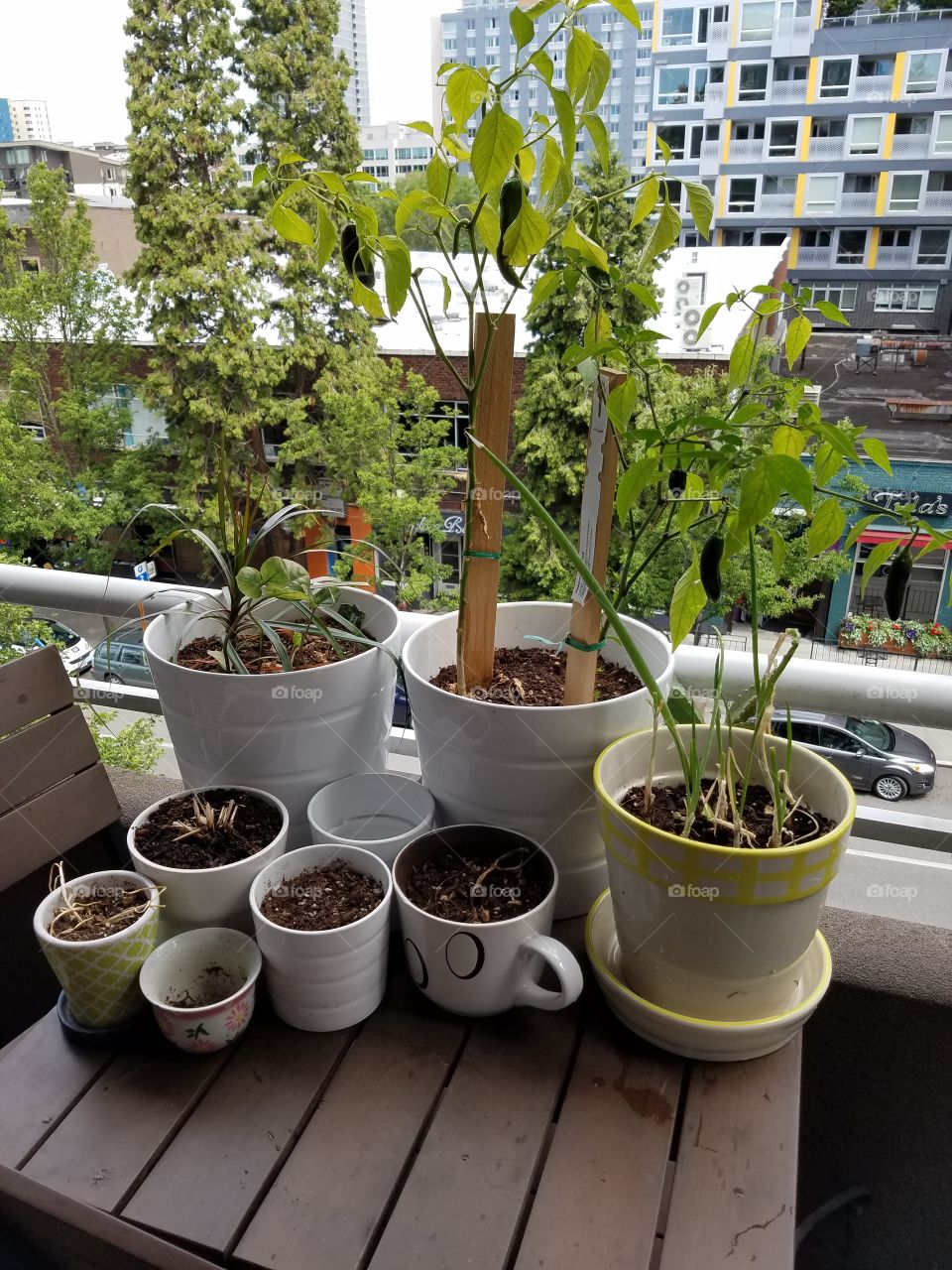 Plants on an apartment balcony