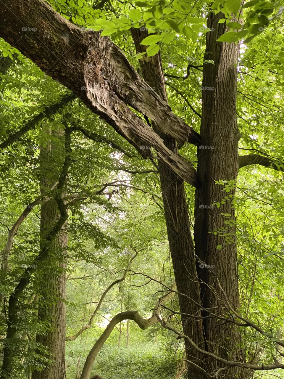 Wood in the Forest