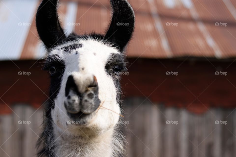 llama