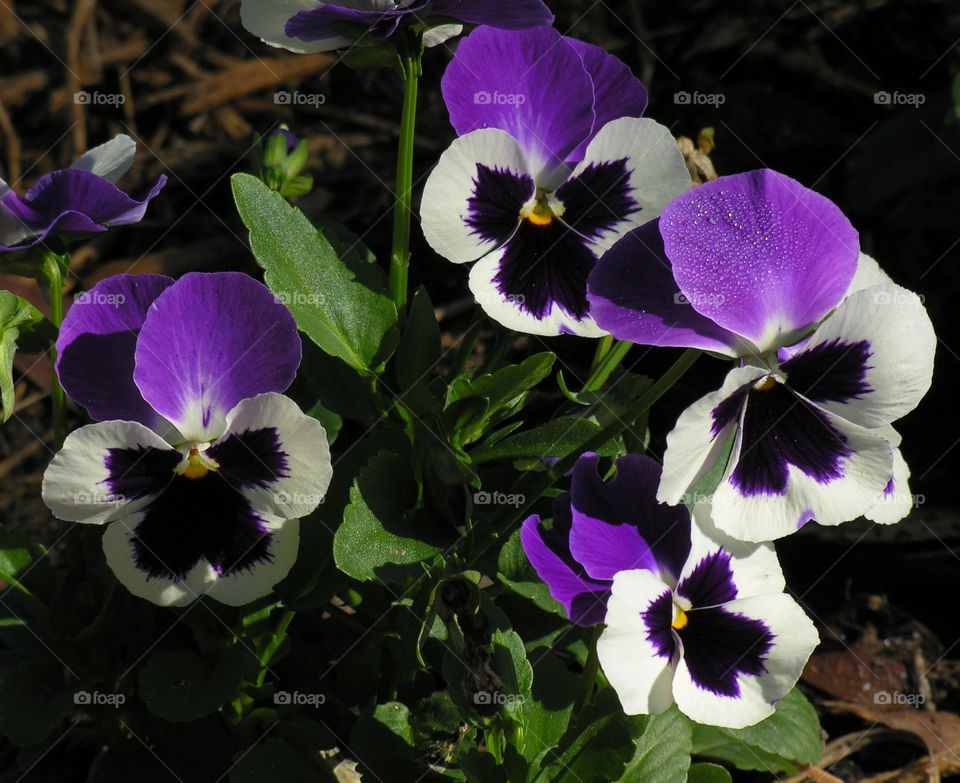 Pansies