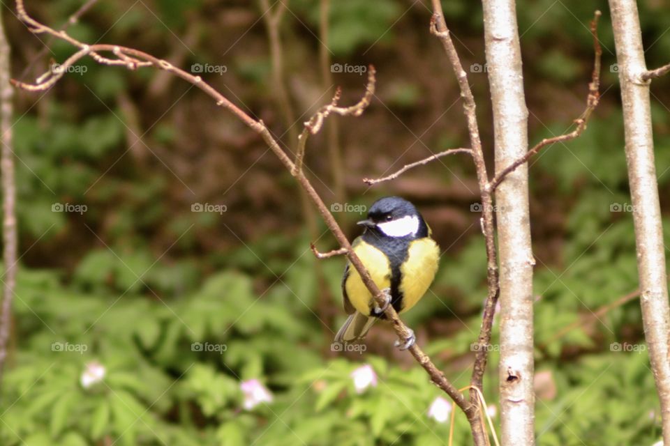 Great tit sitting on branch 
