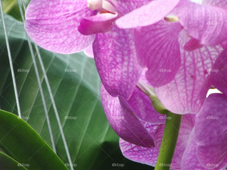 Pink Orchid Flower