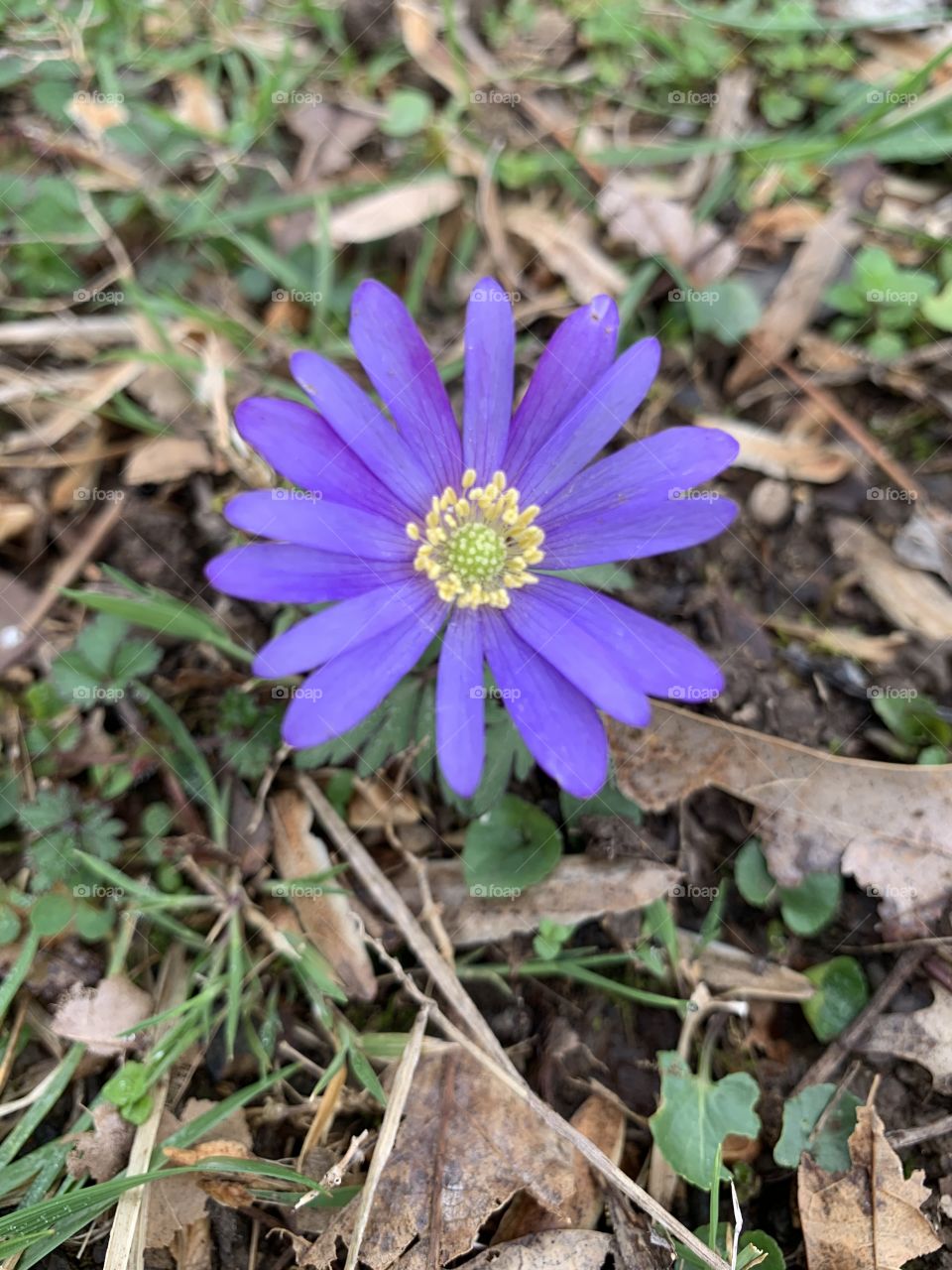 Tiny Purple Flower 