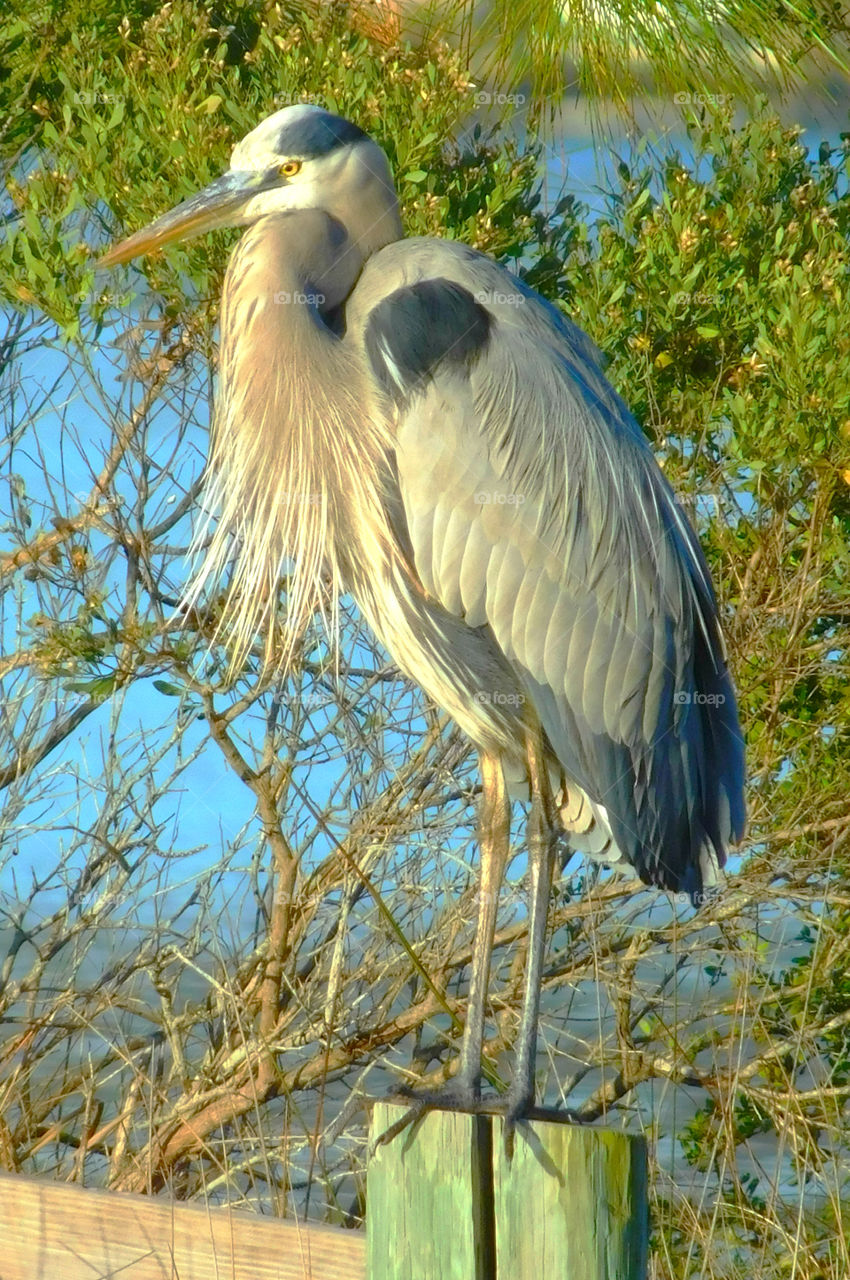 A Blue Heron sits on a post in the bay!