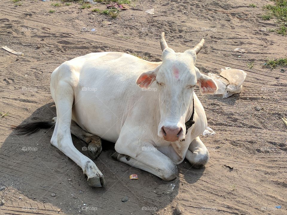 white cow