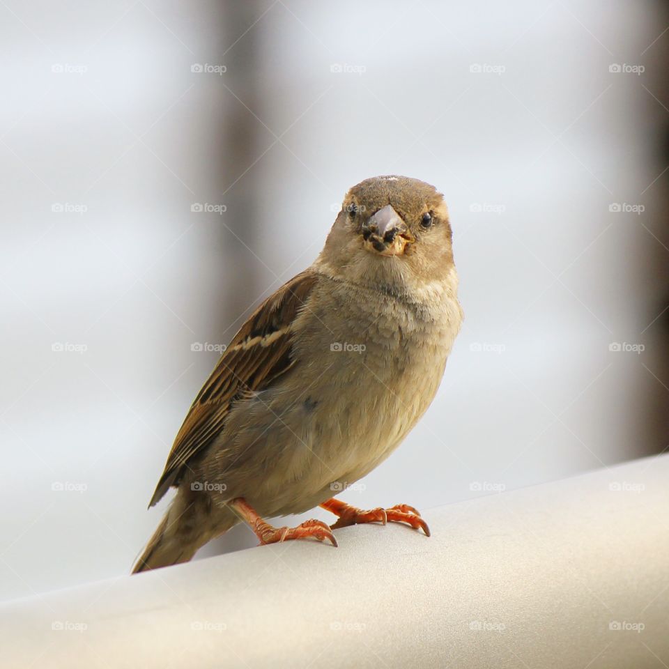 Portrait of bird