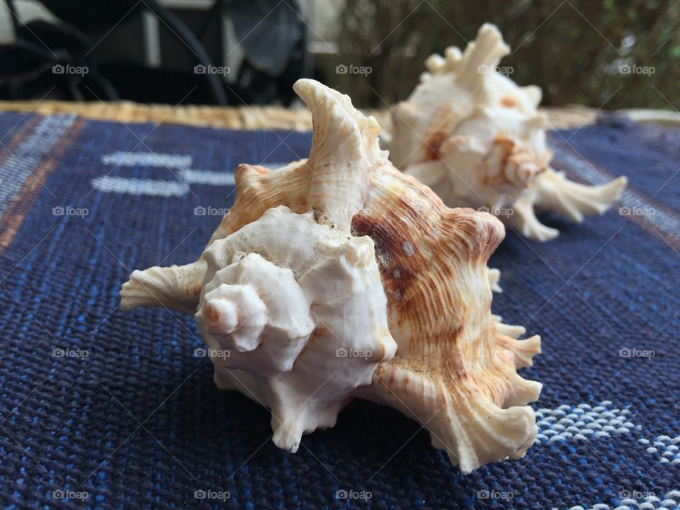 Sea Shell  