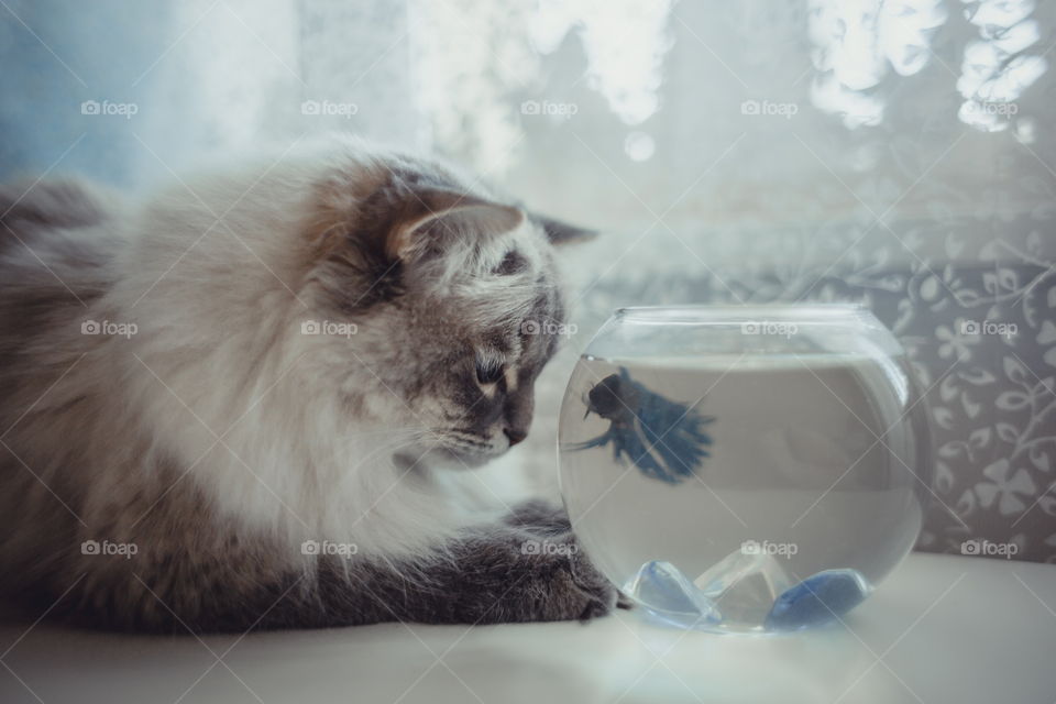 Neva masquerade cat with fish in round aquarium at home