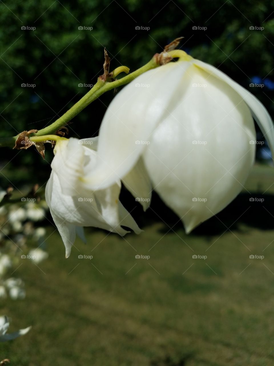 Yucca Flower