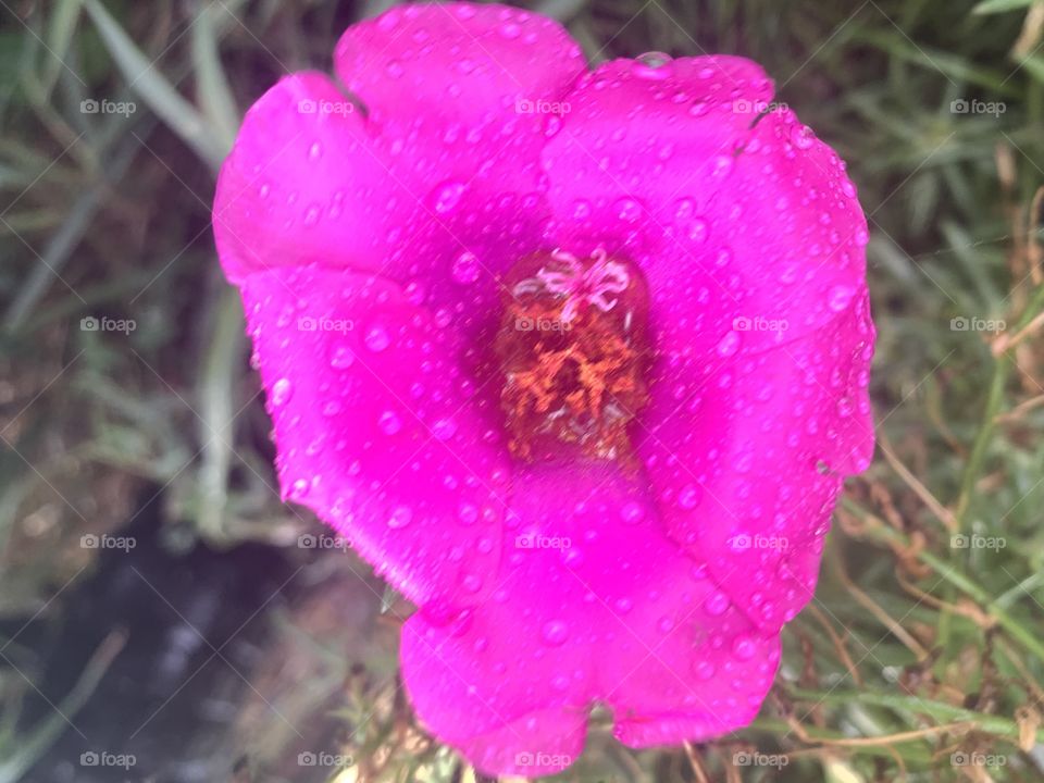 Vibrant pink flower 