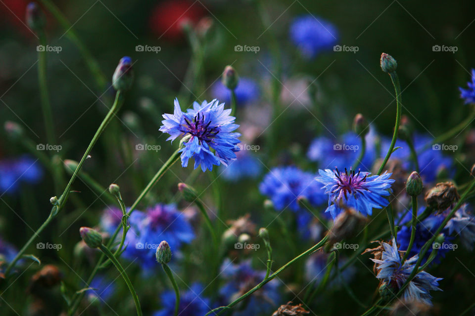 Blue cornflowers in field
