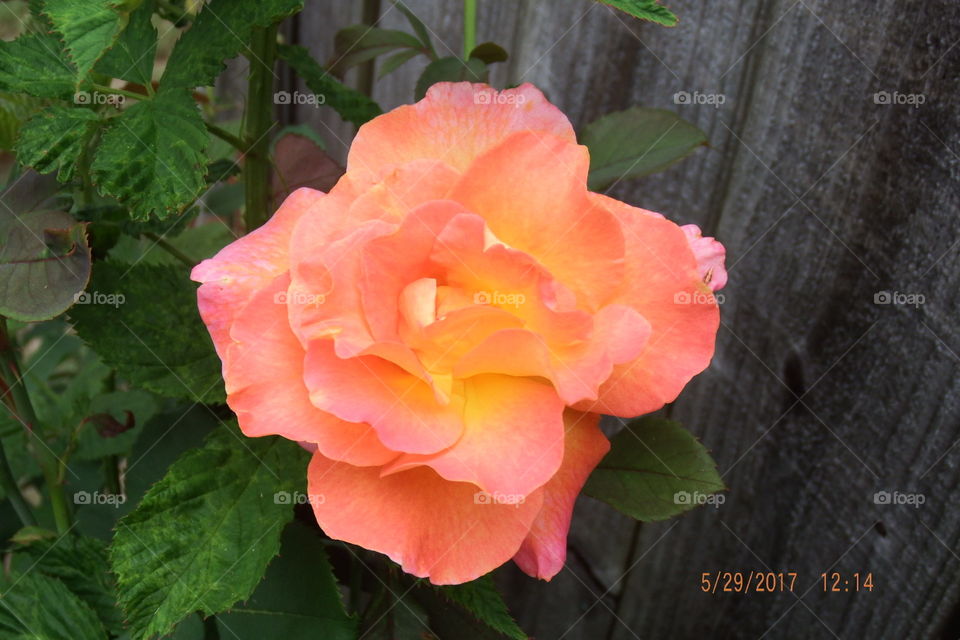 Peach rose petals