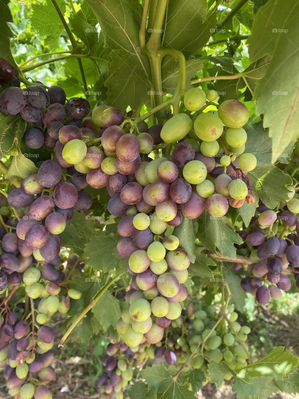 Grapes