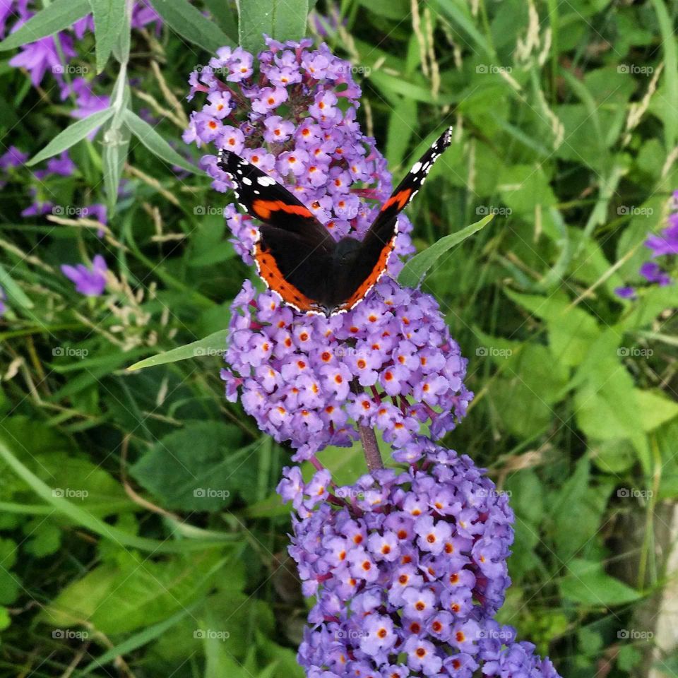 Close up of a butterfly on a purple flower from butterfly tree in the grass
