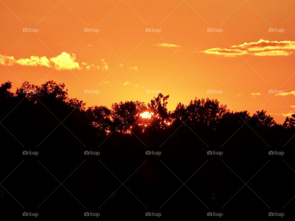 Trees and the sunset 
